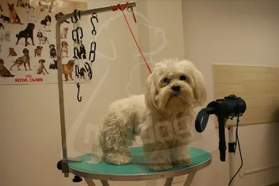 MYDOG. Fryzjer dla psów, sklep zoologiczny